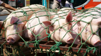 豬價漲勢利好，元旦上漲情況如何-上海邦森