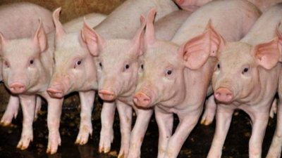 非洲豬瘟情況到底嚴(yán)不嚴(yán)重，高峰過(guò)了嗎-上海邦森