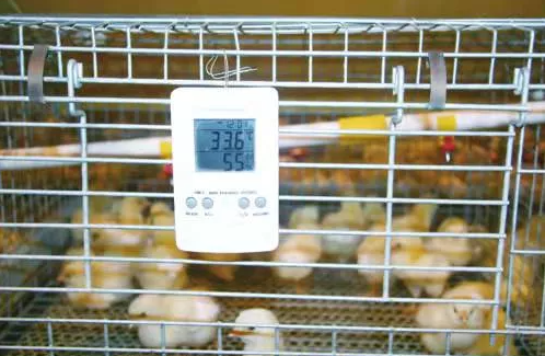 冬季育雛通風(fēng)