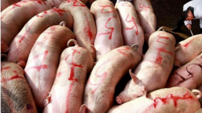 種豬引進(jìn)隔離