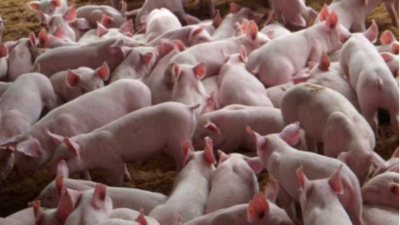 上海邦森豬價(jià)行情分析，3大利好消息