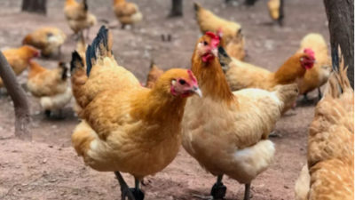 雞拉飼料便的6個(gè)原因-上海邦森