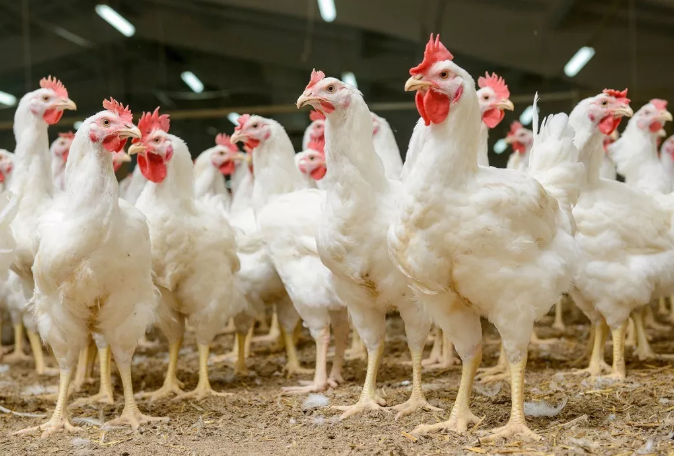  春季養(yǎng)雞注意的6點事項