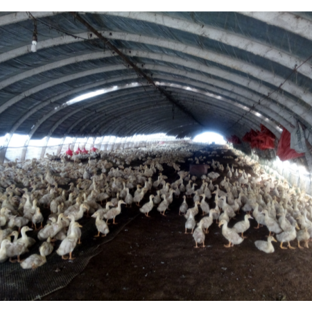 上海邦森速壯丁在肉鴨上的應用