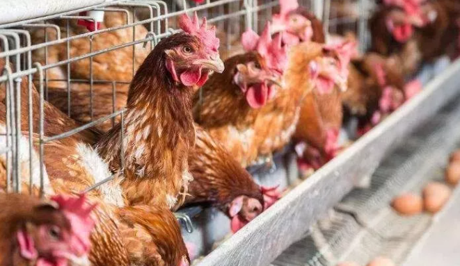 畜牧養(yǎng)殖新規(guī)出臺，農(nóng)民養(yǎng)殖面臨4大利好-上海邦森