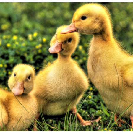 上海邦森治療鴨呼吸道方案真的是見效快，效果好！