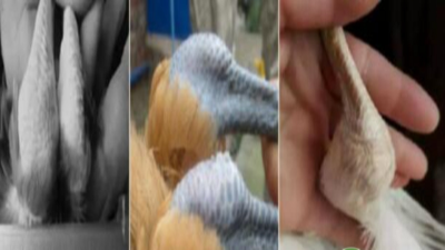 以中醫(yī)為原理，純中藥防治滑液囊支原體，見(jiàn)效快，不復(fù)發(fā)-上海邦森