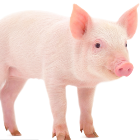 上海邦森生物安全用藥、藍(lán)耳病用藥得到客戶的認(rèn)可