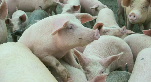 搶豬大戲在即！豬價(jià)蓄勢(shì)待漲，“頂點(diǎn)”是多少？-上海邦森