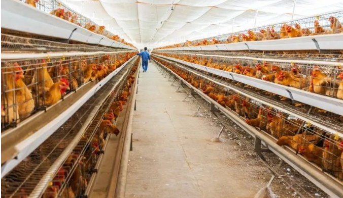 沒(méi)有大通風(fēng)雞感冒的原因-上海邦森