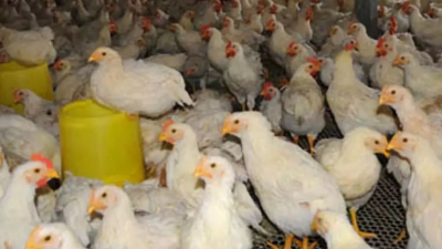 肉雞高產(chǎn)做好這三點(diǎn)-上海邦森