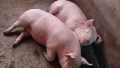 豬價(jià)上漲，多地破8元-上海邦森