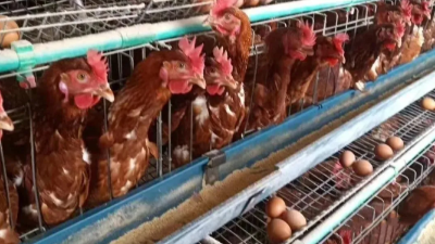 雞群疾病防控措施