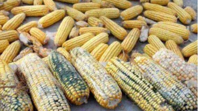 豬霉菌毒素引起的6種癥狀-上海邦森