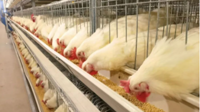 白羽肉雞養(yǎng)殖各日齡注意事項(xiàng)-上海邦森