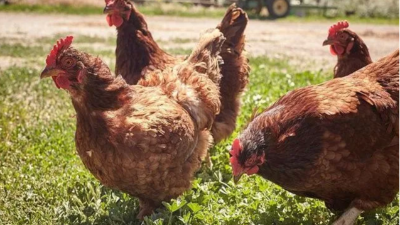 產(chǎn)蛋雞產(chǎn)后期管理