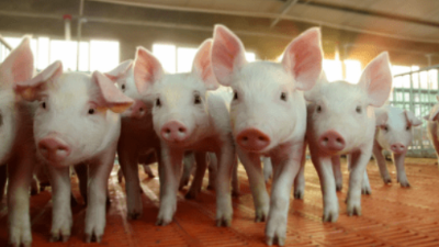 豬價(jià)上漲，多地破9沖10-上海邦森