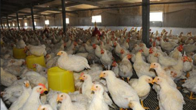 上海邦森行情分享肉雞價格還能破5元嗎？